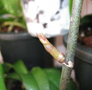 蝴蝶兰开花后怎么养