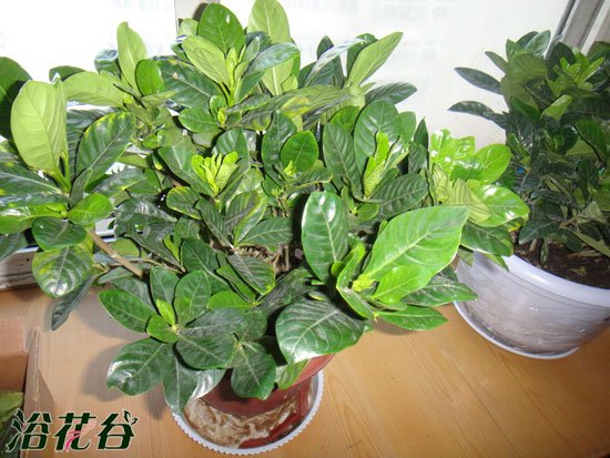 <a href='https://www.861230.com/guanhuazhiwu/11.html' target='_blank'><u>栀子花</u></a>怎么修剪
