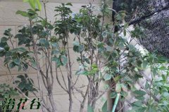 茶花落叶怎么办