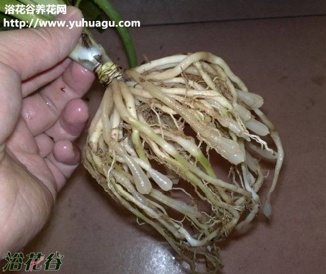 吊兰什么时候换盆