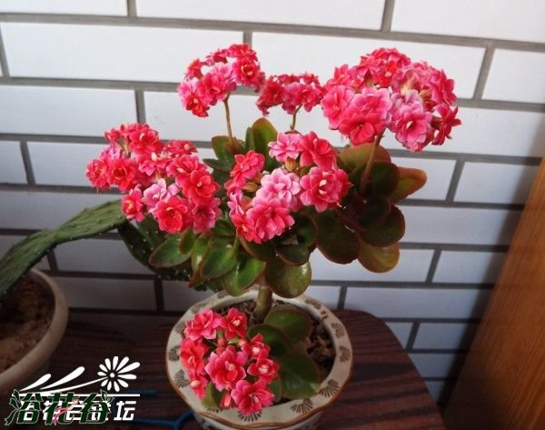 长寿花开花后需要剪掉吗