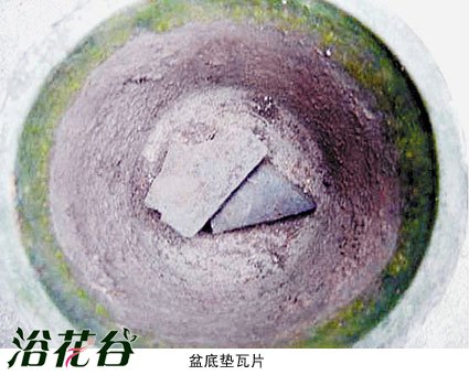 <a href='https://www.861230.com/guanhuazhiwu/31.html' target='_blank'><u>杜鹃花</u></a>翻盆方法