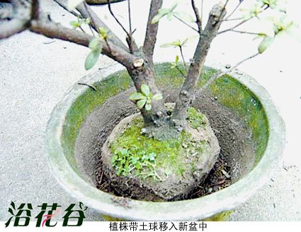 <a href='https://www.861230.com/guanhuazhiwu/31.html' target='_blank'><u>杜鹃花</u></a>翻盆方法