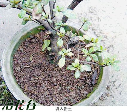 <a href='https://www.861230.com/guanhuazhiwu/31.html' target='_blank'><u>杜鹃花</u></a>翻盆方法