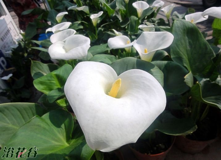 <a href='https://www.861230.com/guanhuazhiwu/6638.html' target='_blank'><u>白掌</u></a>不开花
