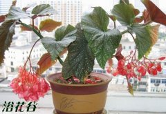 竹节海棠的修剪