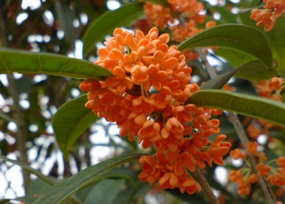 <a href='https://www.861230.com/guanhuazhiwu/42.html' target='_blank'><u>桂花</u></a>品种常见介绍(图)