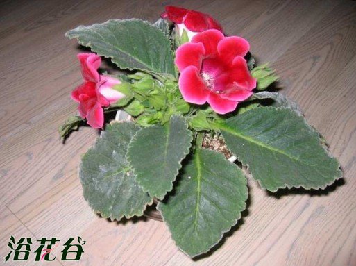 新手养花入门的几个注意问题