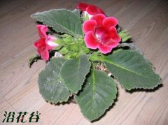 新手养花入门的几个注意问题