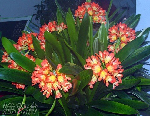 <a href='https://www.861230.com/guanhuazhiwu/6588.html' target='_blank'><u>君子兰</u></a>开花所需要的条件