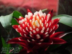 火炬花栽培的三个注意事项