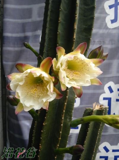 霸王鞭开花吗