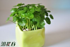 新买来的花如何养护