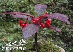 怎样才能使虎舌红果多、果艳