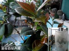北方阳台茶花的春季管理