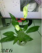 一帆风顺怎么养
