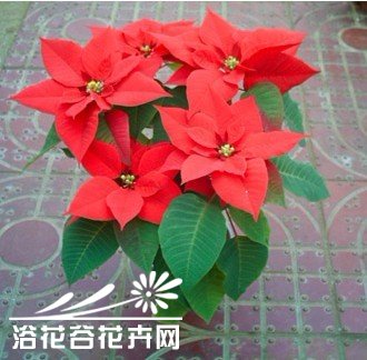 浅谈<a href='https://www.861230.com/guanyezhiwu/13.html' target='_blank'><u>一品红</u></a>花期调控