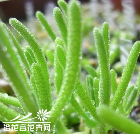 常用的有机肥沤制及使用方法