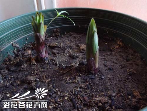 怎么给花松土(图文口述版)