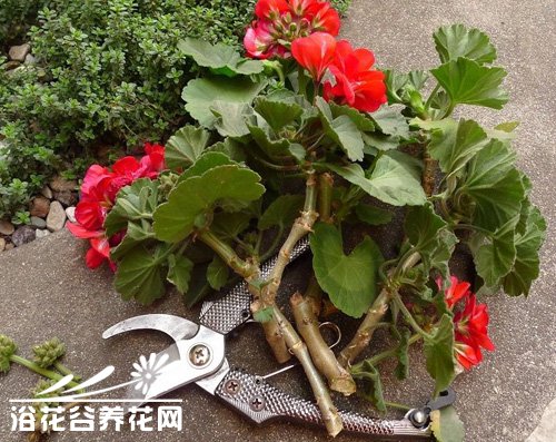 <a href='https://www.861230.com/guanhuazhiwu/6634.html' target='_blank'><u>天竺葵</u></a>的修剪整形方法