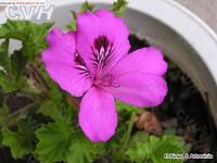 家<a href='https://www.861230.com/guanhuazhiwu/6634.html' target='_blank'><u>天竺葵</u></a>