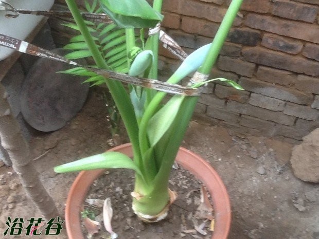 滴水莲有毒吗滴水莲开花吗