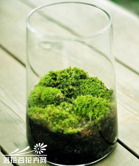 苔藓植物的特性和园林中的应用