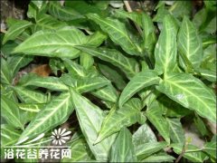 合果芋常见品种