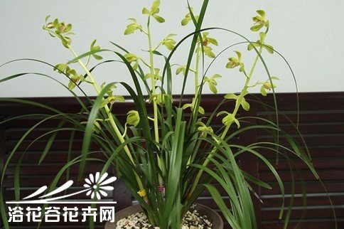 <a href='https://www.861230.com/guanhuazhiwu/6593.html' target='_blank'><u>兰花</u></a>的评选条件和一般术语