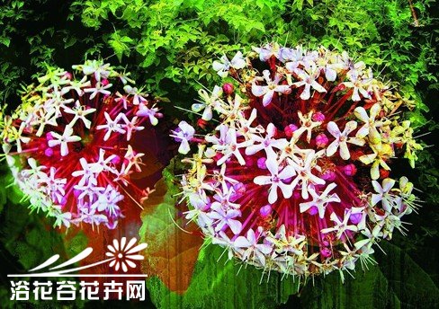超全的花卉术语新手指南