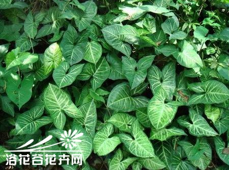 合果芋怎样保持株形优美