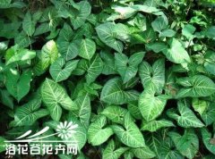 合果芋怎样保持株形优美