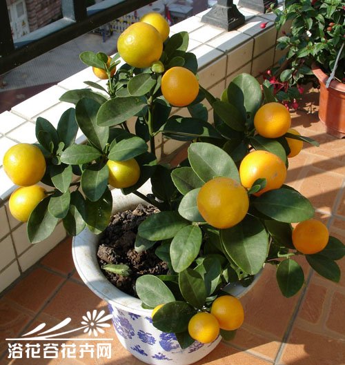 常见观果植物有哪些