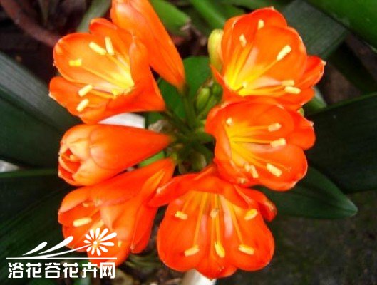 养花怪招：之八[与<a href='https://www.861230.com/guanhuazhiwu/6588.html' target='_blank'><u>君子兰</u></a>干杯——醉酒促花法]