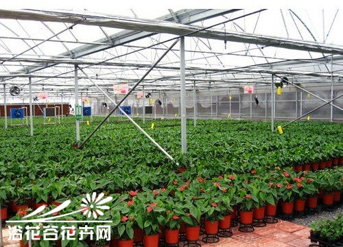 温室盆花出房与入房管理