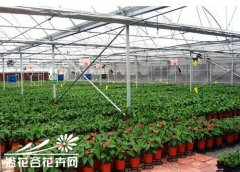 温室盆花出房与入房管理