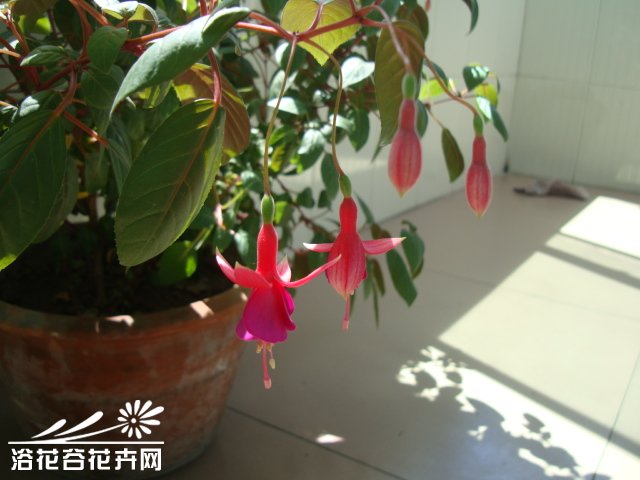 怎样使<a href='https://www.861230.com/guanhuazhiwu/6749.html' target='_blank'><u>倒挂金钟</u></a>花繁色艳、花期延长
