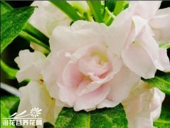 金瓣世纪凤仙的养殖方法