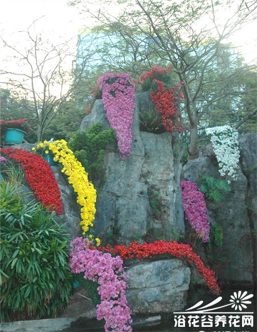 什么是悬崖菊