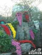 什么是悬崖菊
