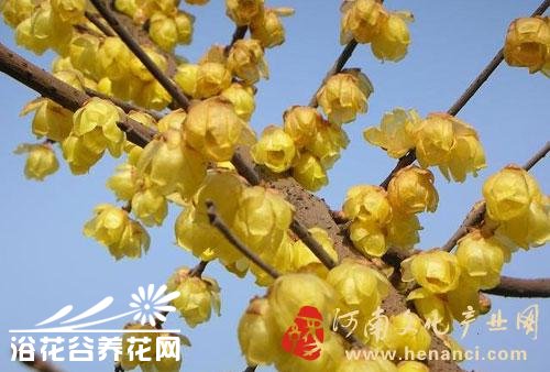 腊<a href='https://www.861230.com/guanhuazhiwu/9.html' target='_blank'><u>梅</u></a>的常见品种