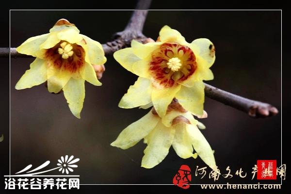 腊<a href='https://www.861230.com/guanhuazhiwu/9.html' target='_blank'><u>梅</u></a>的常见品种