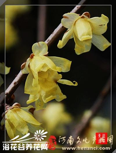腊<a href='https://www.861230.com/guanhuazhiwu/9.html' target='_blank'><u>梅</u></a>的常见品种