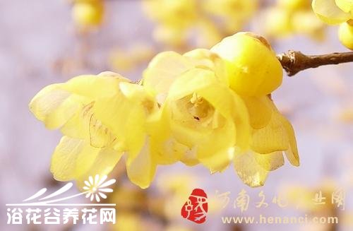 腊<a href='https://www.861230.com/guanhuazhiwu/9.html' target='_blank'><u>梅</u></a>的常见品种