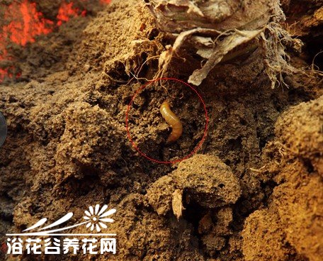 花土里的虫子