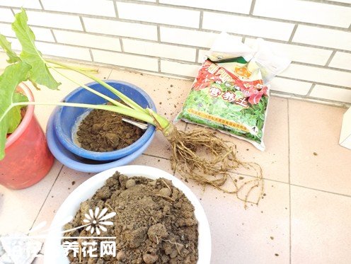 滴水观音换土
