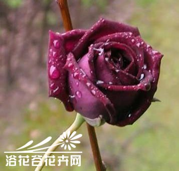 路易十四<a href='https://www.861230.com/guanhuazhiwu/6595.html' target='_blank'><u>玫瑰</u></a>花