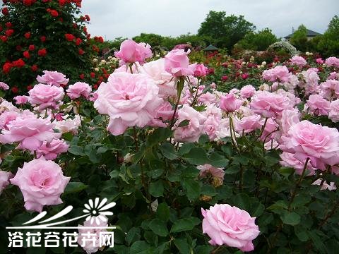 桃香<a href='https://www.861230.com/guanhuazhiwu/6595.html' target='_blank'><u>玫瑰</u></a>图片