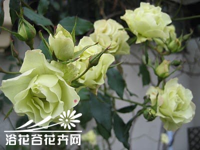 绿光<a href='https://www.861230.com/guanhuazhiwu/6595.html' target='_blank'><u>玫瑰</u></a>图片