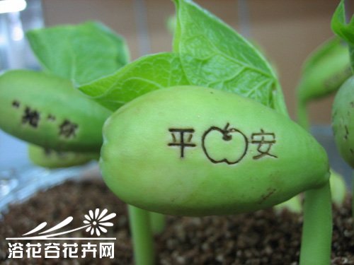 魔豆的种植方法